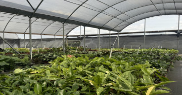 Plant Proper Launches Summer Edition Green Friday Sale: 30% OFF Sitewide