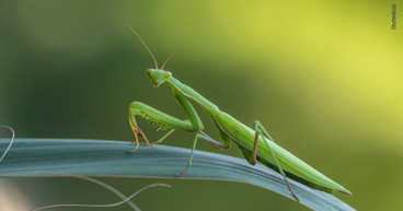 Identifying Good Bugs: Wondercide’s Secrets to Encouraging Beneficial Bugs in the Yard and Garden