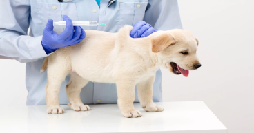 Veterinary Vaccines Market 2024 Industry Growth Drivers and Challenges, Scope, Demand Forecast 2031 | Regeneus Ltd