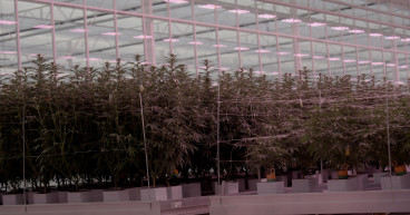  Glass Pharms Release Their Own Brand Cannabis Flower Range To The Uk Market. 