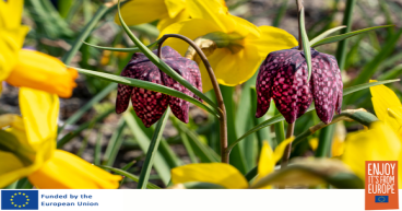 Flowerbulb.eu Reveals the Advantages of Growing a Deer-Resistant Bulb Garden