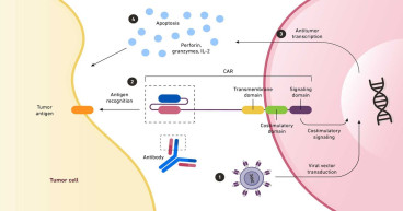 Cell Therapy Technologies Market Size to Surpass USD 10.64 Billion by 2030, exhibiting a 14.5% CAGR by 2030