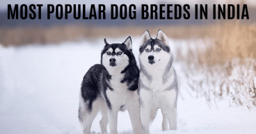 It's About Dog Unveils Surprising Trends in Dog Breed Popularity in India for 2024