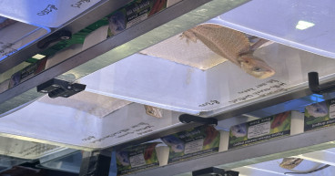  Rotherham Council Urged To Prosecute Wild Animal Traders Operating At The Magna Science Adventure Centre 