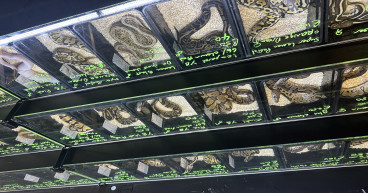  Animal Protection Groups Commend The Magna Science Adventure Centre For Dropping Reptile And Amphibian Markets 
