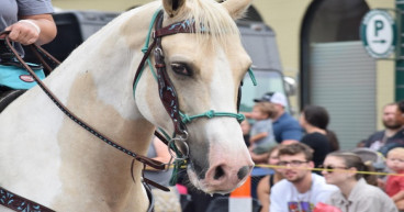The 43rd Annual Festival of the Horse Returns with the Best of the Bluegrass