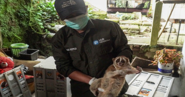 A Second Chance At Freedom International Animal Rescue Shares Groundbreaking Conservation Wins For Slow Lorises As We Celebrate International Slow Loris Day