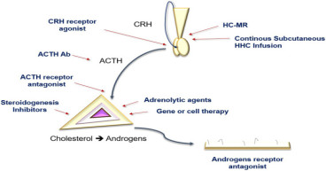 Congenital Adrenal Hyperplasia (CAH) Therapeutic Market Growth and Innovations in Advancements | Adrenas Therapeutics