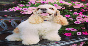 VetStem Cell Therapy Helped Arthritic Cocker Spaniel Return to Obedience Competition