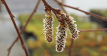  New Network Launched In Cairngorms To Restore One Of Scotland’s Rarest Native Trees 