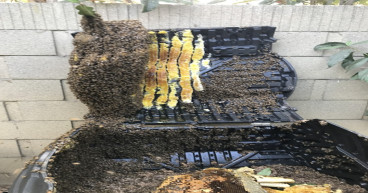 O.C. Bee Guy Launches 'Bee Awareness Campaign' to Educate Orange County Residents on Responsible Bee Practices