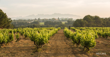 D.O. Cava Revolutionizes Sparkling Wine with Organic Commitment by 2025