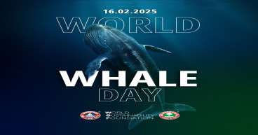 Protecting the Giants of the Sea: The Global Challenge of Whale Ship Strikes