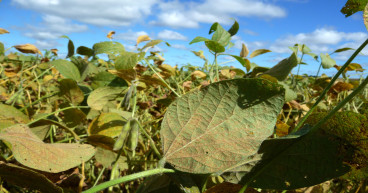 2Blades and Bayer Continue Partnership to Combat Soybean Rust, a Leading Threat to Global Soybean Production