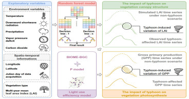 Innovative framework for quantifying direct typhoon impacts on vegetation
