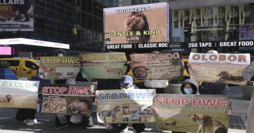Maasai Mara's Legendary Lion Lorkulup Honored On New York Times Square