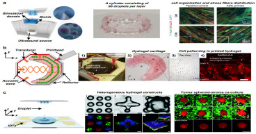 From sound to structure: how acoustic technologies are shaping the future of tissue engineering
