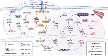 MicroRNAs Offer New Hope in the Battle Against Adipose Tissue Fibrosis