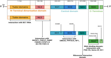 New Insights into Cancer Biology: The Dual Role of FMRP in Tumor Progression and Therapy Resistance