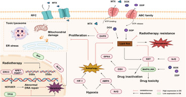 Nrf2 Identified as a Key Driver of Treatment Resistance in Osteosarcoma