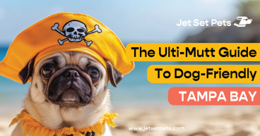 Jet Set Pets Launches Tampa Bay Dog-Friendly Events Hub, Weekly Wet Noseletter, and Social Media Community