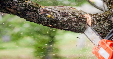 Understanding Tree Removal in Adelaide: When Professional Assessment Is Essential
