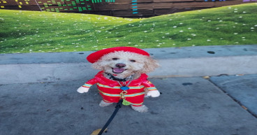 From Near Tragedy to Triumph: Chicago's Beloved Pup Harvey Inspires with New Children's Book