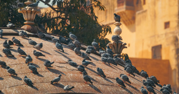 Introducing Bird Control Services from Elite Bird Management