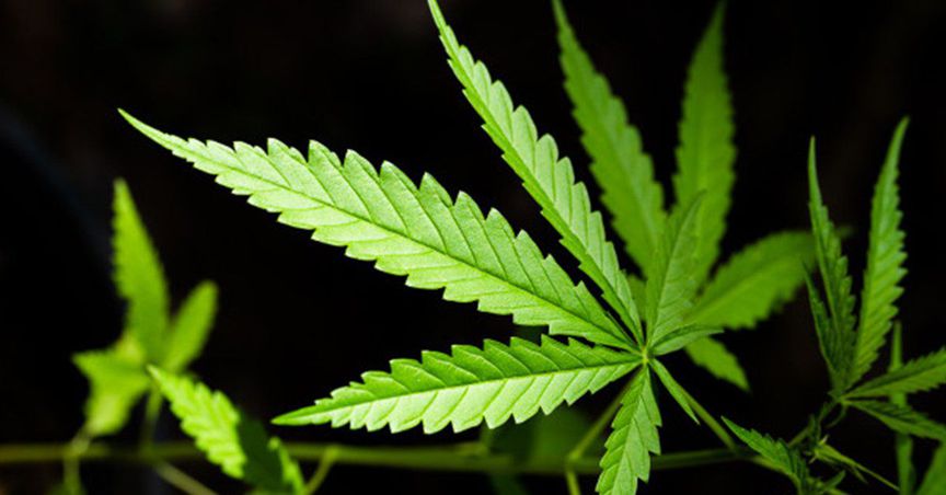 Two Cannabis Stocks on the Charter – AGH, CLI