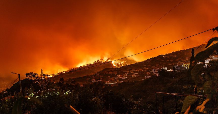 Mental Care A Superior Solution as Compared to Financial Aid- Bushfire Victims