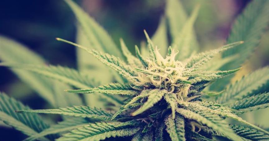  BPH Energy Updated on Patagonia Executing JV Agreement with Israeli firm, Bio-Sciences Pharma 