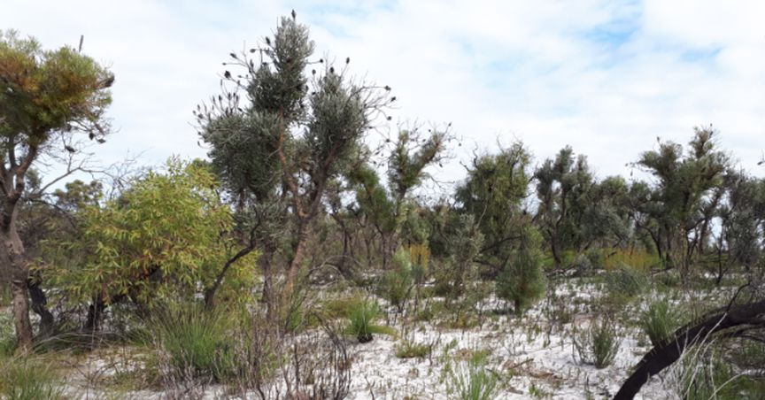  VRX Silica Limited: Grasping Opportunities in the Silica Sand Market 