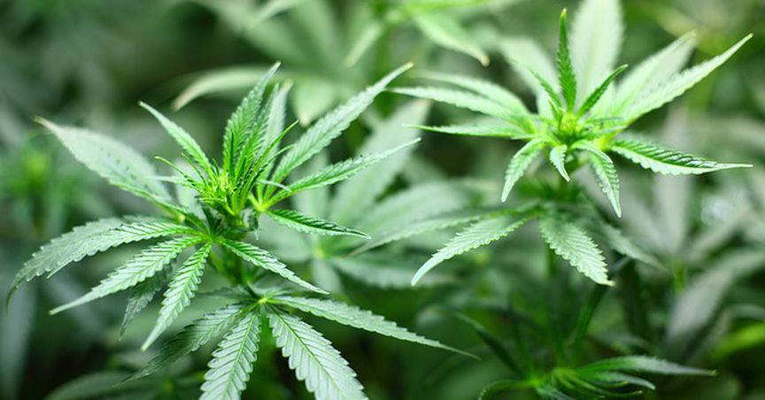 Cannabis Stock That Tanked on the ASX - CAN