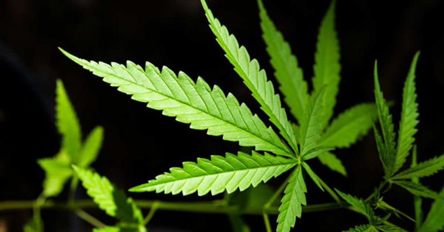  How have cannabis stocks done so far in 2020? A Look at CAN, AGH, AC8 