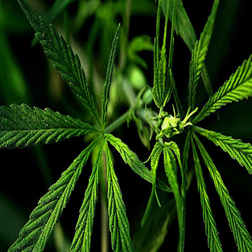 THC Global Group Set to Deliver High-Quality Cannabis-Derived Medicines