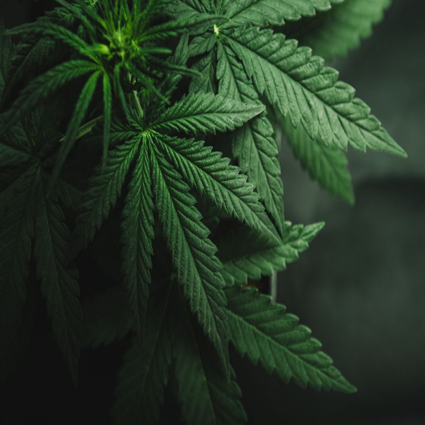  Latest updates from two cannabis players - MDC, MXC 