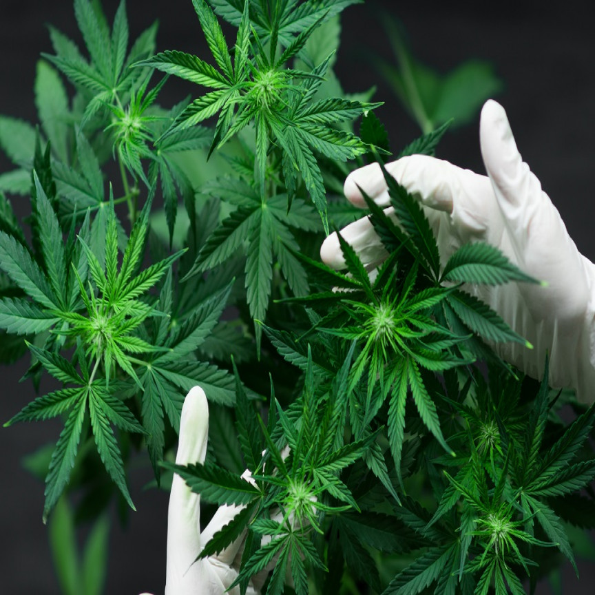 Can Pot Stocks Survive Coronavirus? Glance at AGH, THC, CGB