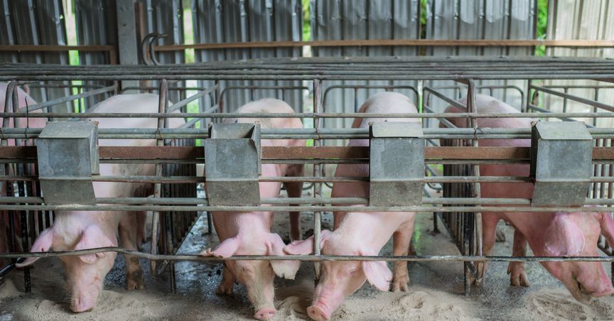  China Suspends US Pork and Soybean Imports; Tale of Australian Pork Farming Space 