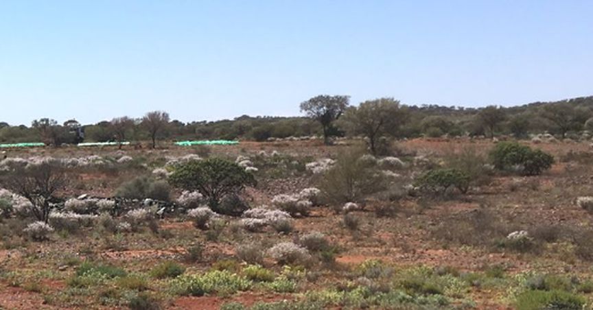 Musgrave Minerals’ Impressive Near-Surface Gold Intersections Fortify Starlight’s RC Drilling Program