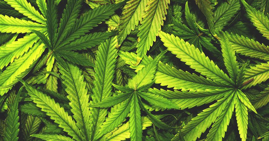 What’s latest with these ASX-listed cannabis stocks- MXC, THC, BDA