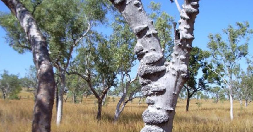  King River Resources’ Security Purchase Plan Centred on Advancing Projects’ Exploration Ventures 