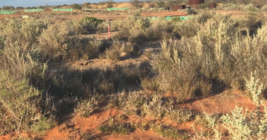  Musgrave Records Impressive Gold Results at Starlight, Stock Zooms Up by 24% 