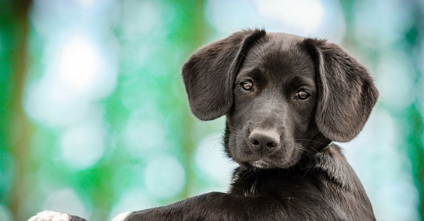 Pet grooming services to reopen, families and industry welcome the move