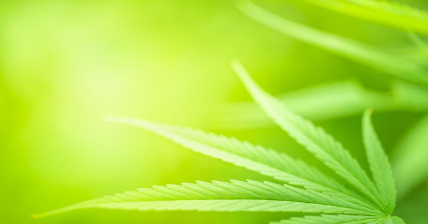 Cannabis Stocks Rally Ahead Of US Election 2020 Results: Aphria, Canopy Growth, Aurora