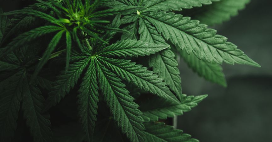 Medicinal cannabis firms’ varied views on the referendum result