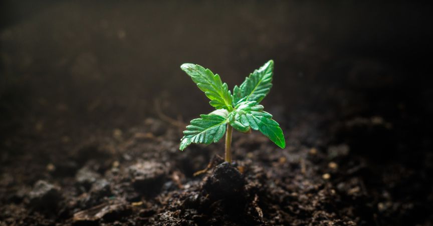Canopy Growth (TSX:WEED) Stock Plunges Over Plant Shutdown & Layoff Plans