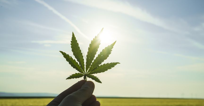  5 Top Cannabis Stocks In 2020 