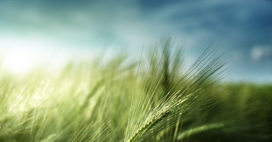 Australia drags China to the WTO over barley tariffs