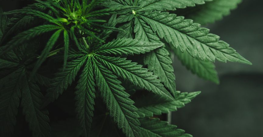  Hemp Tea taken off Shelves due to high levels of CBD, THC presence 