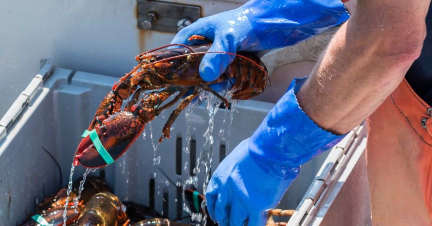  How did renowned Australian lobster find its way back to local market? 